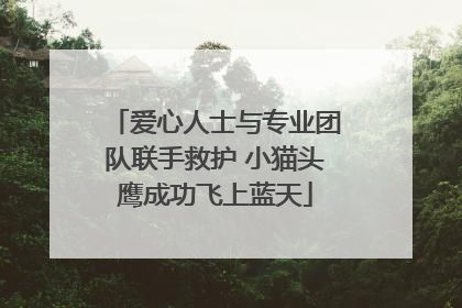 爱心人士与专业团队联手救护 小猫头鹰成功飞上蓝天