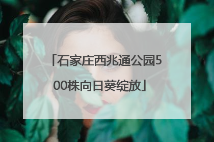 石家庄西兆通公园500株向日葵绽放