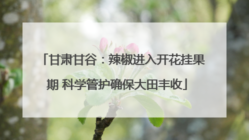 甘肃甘谷：辣椒进入开花挂果期 科学管护确保大田丰收