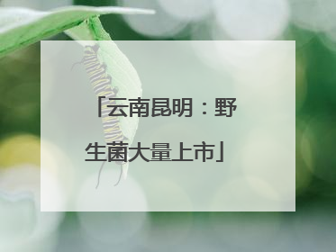 云南昆明：野生菌大量上市