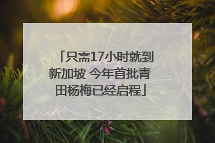 只需17小时就到新加坡 今年首批青田杨梅已经启程