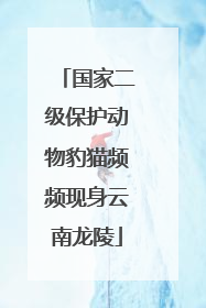 国家二级保护动物豹猫频频现身云南龙陵