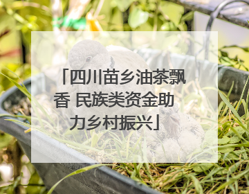 四川苗乡油茶飘香 民族类资金助力乡村振兴