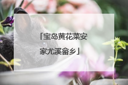 宝岛黄花菜安家尤溪畲乡
