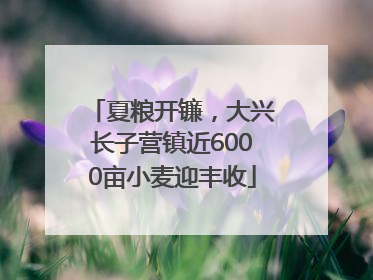 夏粮开镰，大兴长子营镇近6000亩小麦迎丰收