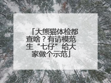 大熊猫体检都查啥？有请模范生“七仔”给大家做个示范