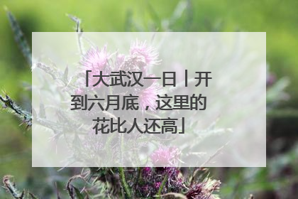 大武汉一日︱开到六月底，这里的花比人还高