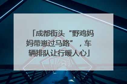 成都街头“野鸡妈妈带崽过马路”，车辆排队让行暖人心