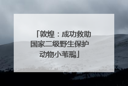 敦煌：成功救助国家二级野生保护动物小苇鳽