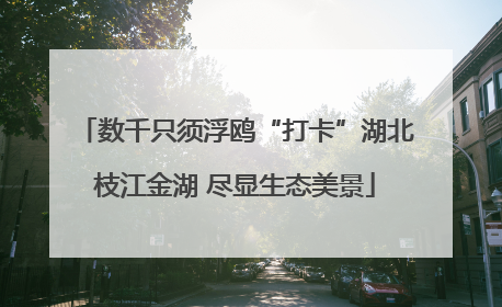 数千只须浮鸥“打卡”湖北枝江金湖 尽显生态美景