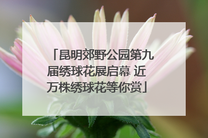 昆明郊野公园第九届绣球花展启幕 近万株绣球花等你赏
