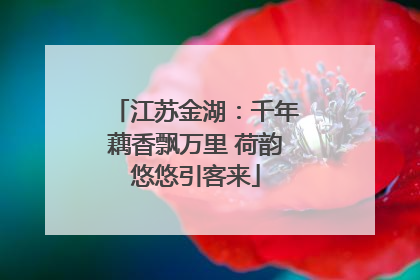 江苏金湖：千年藕香飘万里 荷韵悠悠引客来