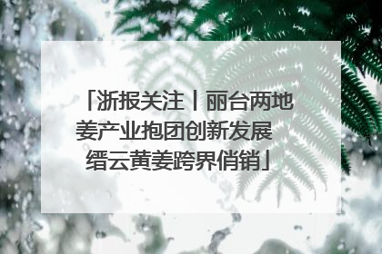 浙报关注丨丽台两地姜产业抱团创新发展 缙云黄姜跨界俏销