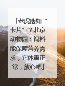 老虎瘦如“卡片”？北京动物园：饲料能保障营养需求，它体重正常，放心吧