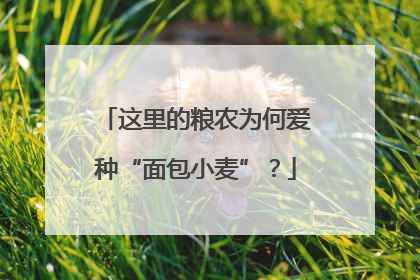这里的粮农为何爱种“面包小麦”？