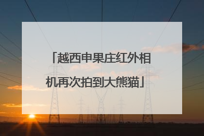 越西申果庄红外相机再次拍到大熊猫