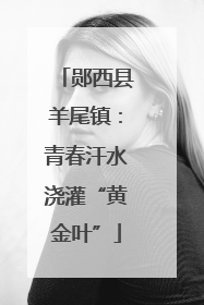 郧西县羊尾镇：青春汗水浇灌“黄金叶”