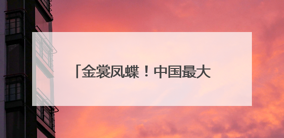 金裳凤蝶！中国最大蝴蝶现身四川广元