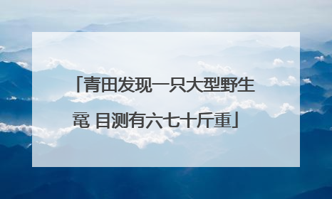 青田发现一只大型野生鼋 目测有六七十斤重