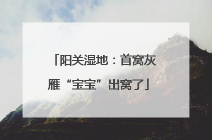 阳关湿地：首窝灰雁“宝宝”出窝了