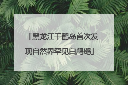 黑龙江千鹤岛首次发现自然界罕见白鸬鹚