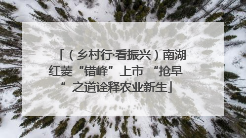（乡村行·看振兴）南湖红菱“错峰”上市 “抢早”之道诠释农业新生